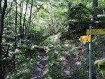 Superato il ponte ci si addentra nel bosco che è l'ambiente dove si snoda la maggior parte del sentiero : sdas16